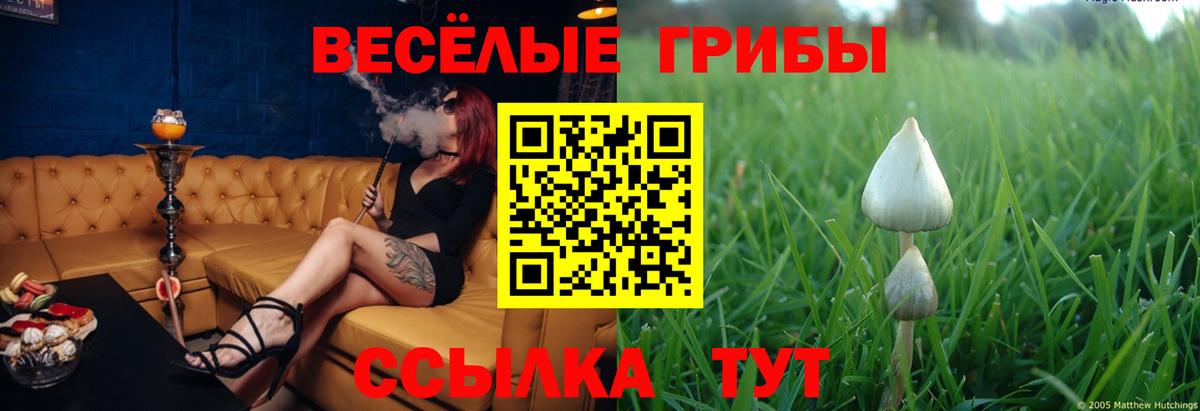 Псилоцибиновые грибы Psilocybine cubensis Нарткала